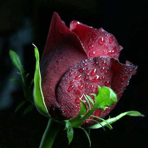 Roses With Dew Drops Rose With Dew Drops Beautiful Roses Beautiful