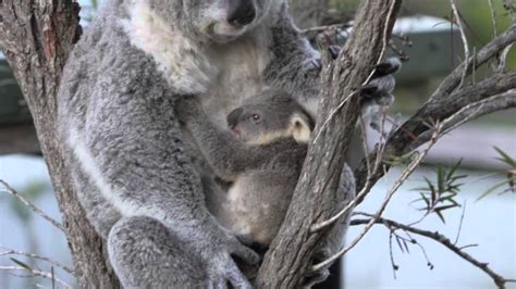 Koala Cuddle Cutest Video Ever Youtube