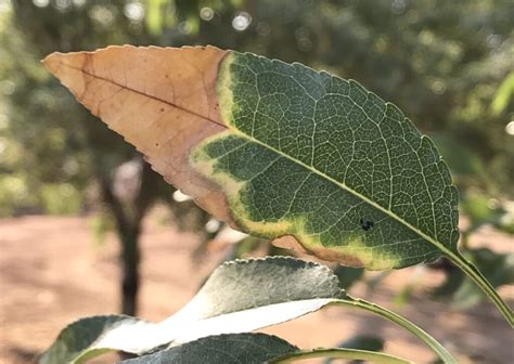 Almond Leaf Scorch On The Rise In Parts Of California West Coast Nut