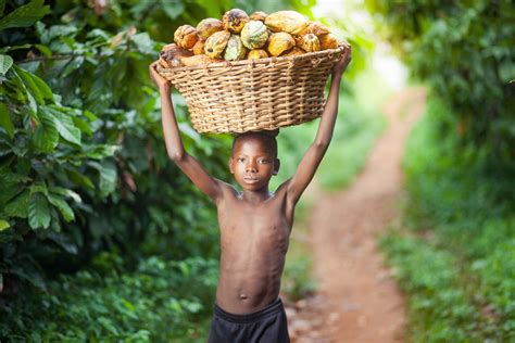 How Many Cocoa Farmers Are In Ghana Farmer Foto Collections