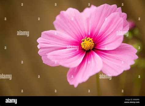 Pink Cosmos Flower Stock Photo Alamy