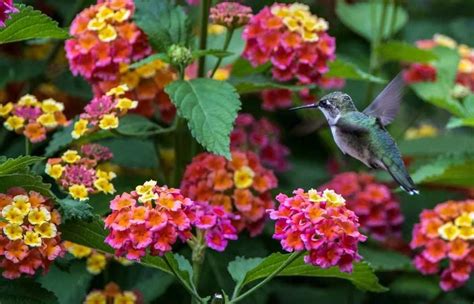 15 Best Flowers To Attract Hummingbirds W Photos ~ Homestead And Chill
