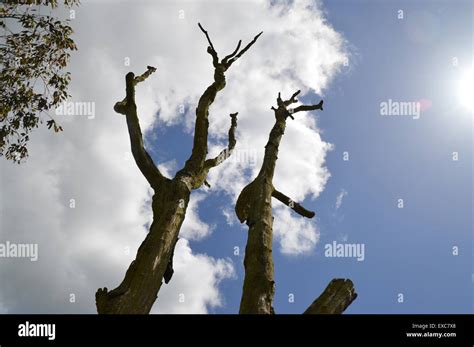 Tree Eerie Hi Res Stock Photography And Images Alamy