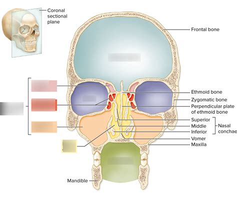 Figure 83 Major Cavities Of The Skull Diagram Quizlet