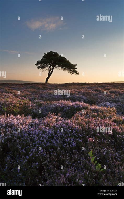 A Lone Tree Stands Surrounded By Heather On Egton Moor The North