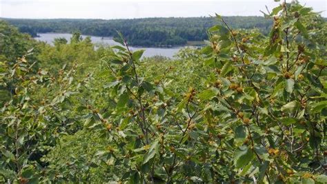 Nova Scotia Naturally Healthy Ns Beech Trees Spell Hope Alien