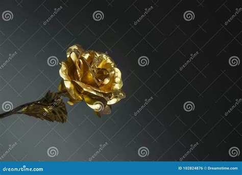 Golden Rose Stock Photo Image Of Wallpaper Dating 102824876