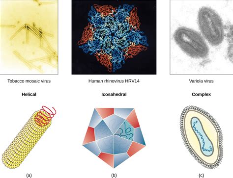 Biology 2e Biological Diversity Viruses Viral Evolution Morphology