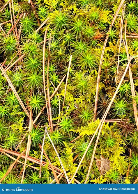 Polytrichum Moss Stock Photo Image Of Polytrichum Green 244036452