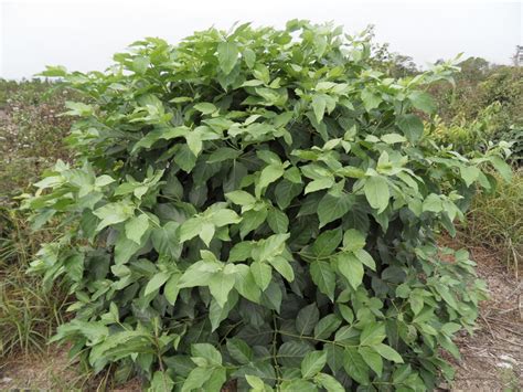 West African Plants A Photo Guide Morinda Lucida Benth