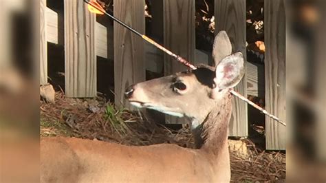 Deer Spotted With Arrow Through Head In Chapel Hill Abc11 Raleigh Durham