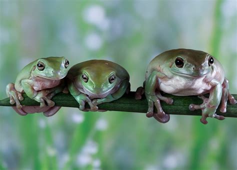Your Kid Wants A Pet Frog Heres Everything To Know Purewow