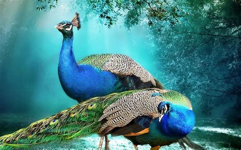 459 beautiful hd wallpapers and background images. Beautiful Background Peacock Pair Hd Wallpaper Beautiful ...