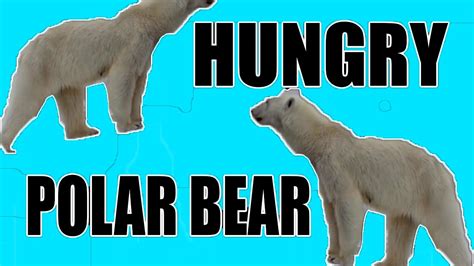 Hungry Polar Bear Youtube