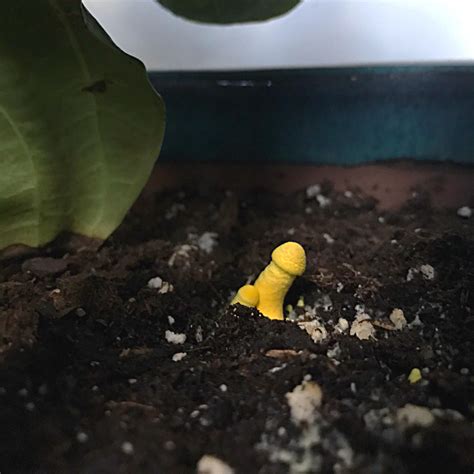 What Are These Yellow Phallic Fungi They Are Growing In An Indoor