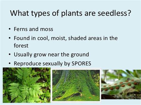 How Do Seedless Plants Reproduce Quora