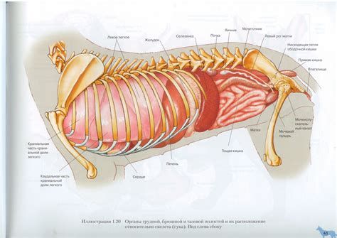 Внутренние органы собаки Вид слева Dog Internal Organs Anatomy