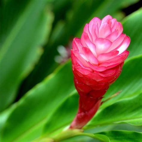 Pink Hawaiian Ginger Plant Root Starting At 1 Ginger Flower Ginger