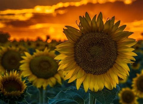 Besar, biasanya berwarna kuning terang, dengan kepala bunga yang besar (diameter bisa mencapai 30 cm). Cara Menanam Bunga Matahari : Jenis, Syarat dan Cara Mengolah