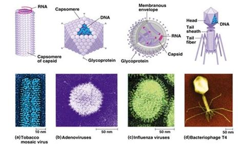 Pengertian Virus Sejarah Klasifikasi Bentuk Dan Struktur Hemp