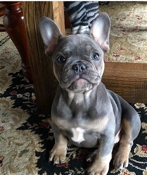 Popular female dog names for french bulldogs with d. 13 best blue brindle cane corsos images on Pinterest ...