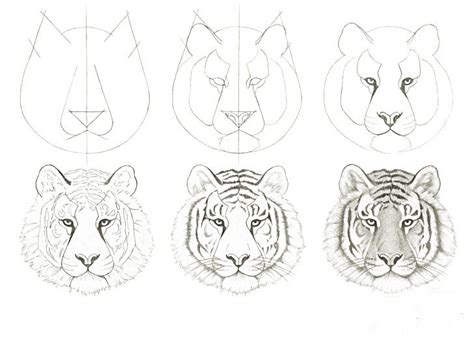How To Draw A Realistic Tiger Head Step By Step Part Easy Tiger