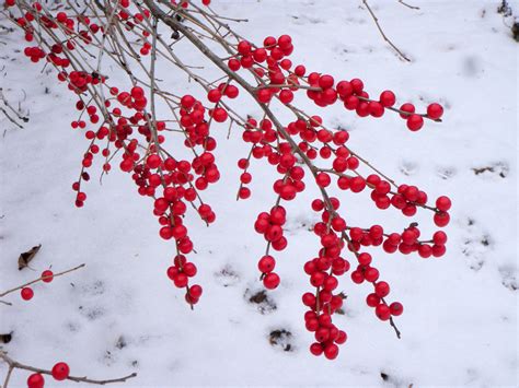 Winterberry In Winter Knechts Nurseries And Landscaping