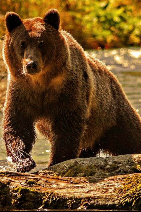 Pin By Macaw Hall On Bears Brown Bear Majestic Animals Bear Pictures