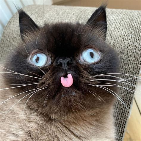 Just 15 Photos Of A Cat Who Cant Keep His Dang Tongue In His Mouth