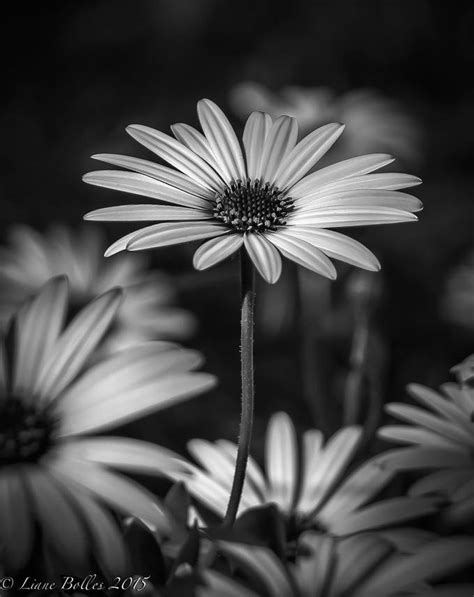 Black And White Nature Photo Contest Winners