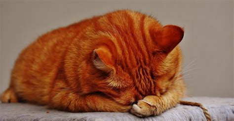 Feline Depression Symptoms And Solutions