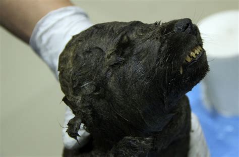 18000 Year Old Puppy Found Frozen In Ice Could Be ‘oldest Confirmed