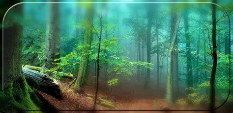 50 Forest Hd Live Wallpaper