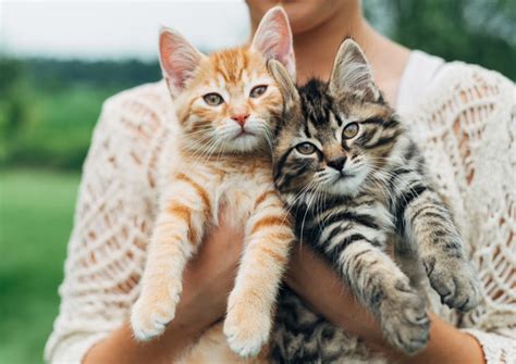 We are foster based rescue and rely 100% on foster homes to provide a safe, comfortable living environment for the cats and kittens that we rescue. Rescuers are left speechless when a Black Cat Gives Birth ...