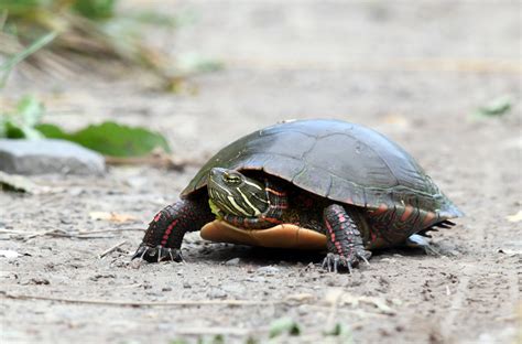 Midland Painted Turtle Flora And Fauna Of Belle Island · Inaturalist