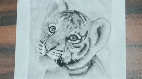 How To Draw Tiger Cub Tiger Cub Drowing 💯 Charcoal Pencil Shading