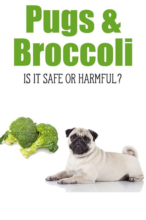 How much broccoli can dogs eat? Can Pugs Eat Broccoli A Look At The Benefits | Pugs ...