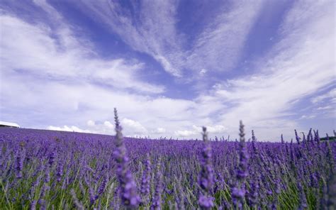 Lavender Field Sky Clouds Horizon Nature Wallpaper