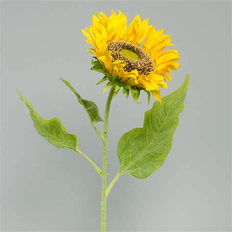 30 Single Sunflower Stem Yellow 52105yw