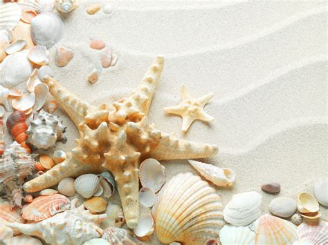 Beach Seashell Wallpaper Wallpapersafari