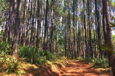 Beautiful Pine Forests In Tropical Indonesia Indonesia Travel