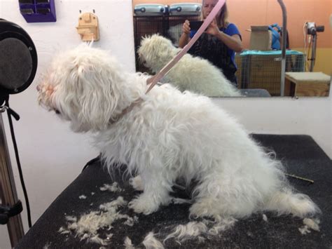 Badly matted | Pet grooming shop, Grooming shop, Pet grooming
