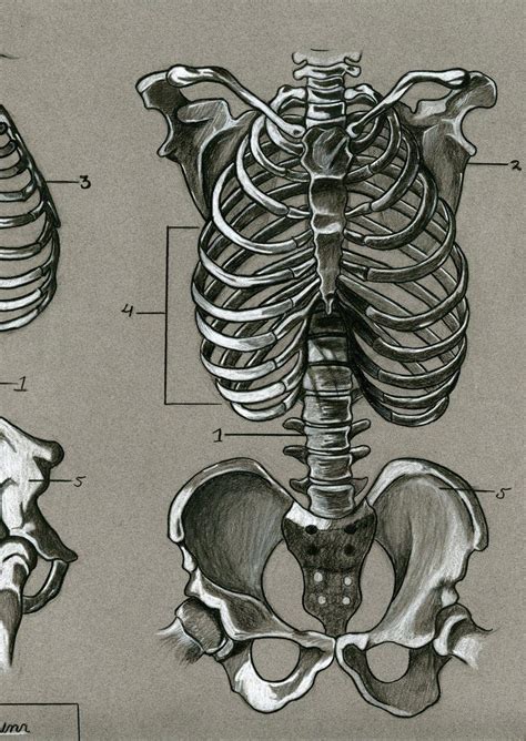 Rib Cage Drawing Reference And Sketches For Artists