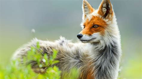 Yeah the fox looks actually really cool, aweosome work :3. animals, Nature, Fox Wallpapers HD / Desktop and Mobile Backgrounds