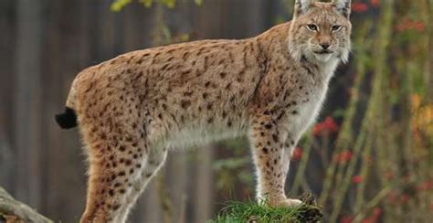 Free delivery on most grills. Lynx - GaiaZOO