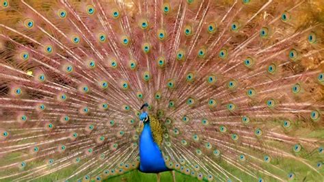 The Peacocks Extravagant Display Peacock National Geographic Tv