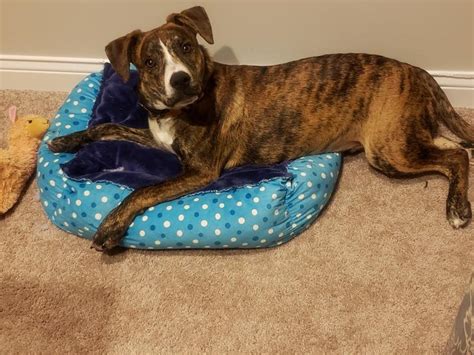 Treeing Tennessee Brindle History Temperament Care Training