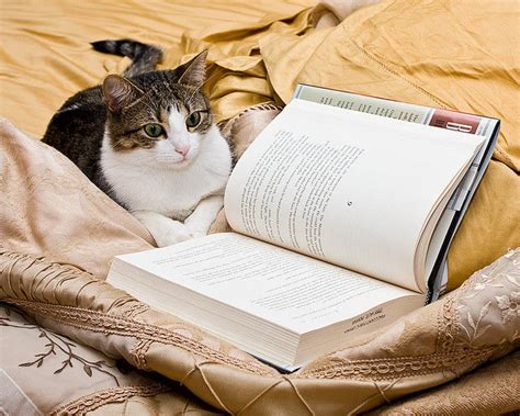 Cat Reading Books 7 Images