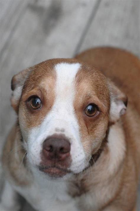 This page provides adoption information to those who live in kansas city, missouri or the surrounding region. 285 best images about Beagle Mixes on Pinterest | German ...
