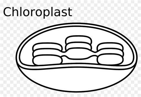 Animal Cell Diagram Unlabeled Easy To Draw Chloroplast Clipart